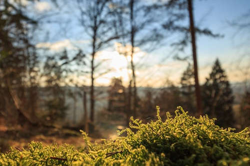 Aurinkoinen metsämaisemakuva, joka on tarkennettu etualalla kasvaviin sammaliin.